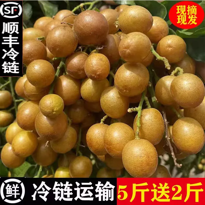 新鲜黄皮果鸡心黄皮黑金钢黄皮现应季摘孕妇水果顺丰包邮5斤送2斤