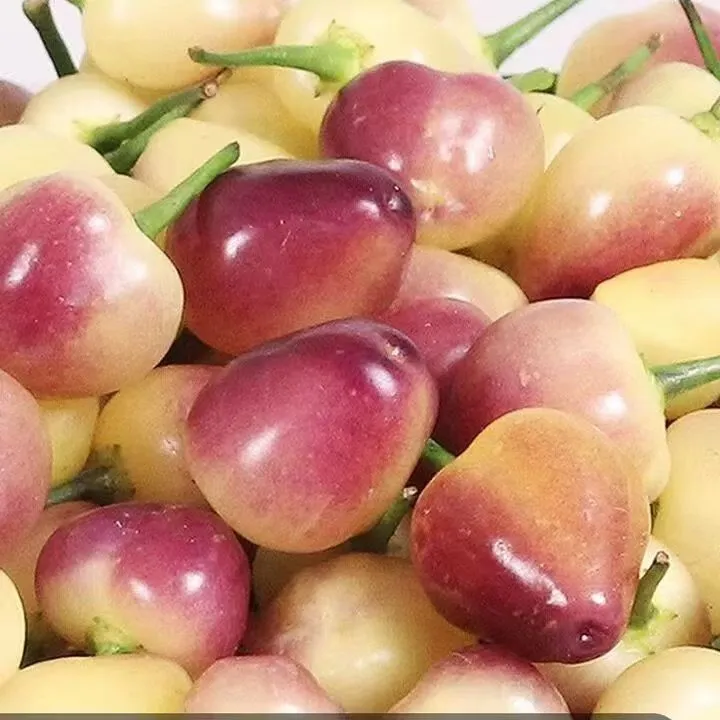 新鲜五彩椒七彩椒辣椒泡椒新鲜七彩椒广西正宗七彩椒五色椒