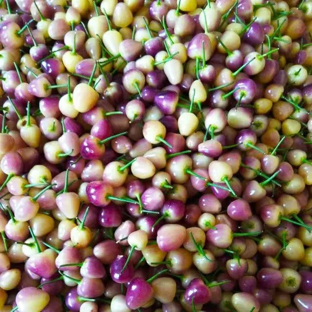 广西五彩椒七彩椒统货灯笼椒彩色辣椒统货五彩辣椒新鲜现摘