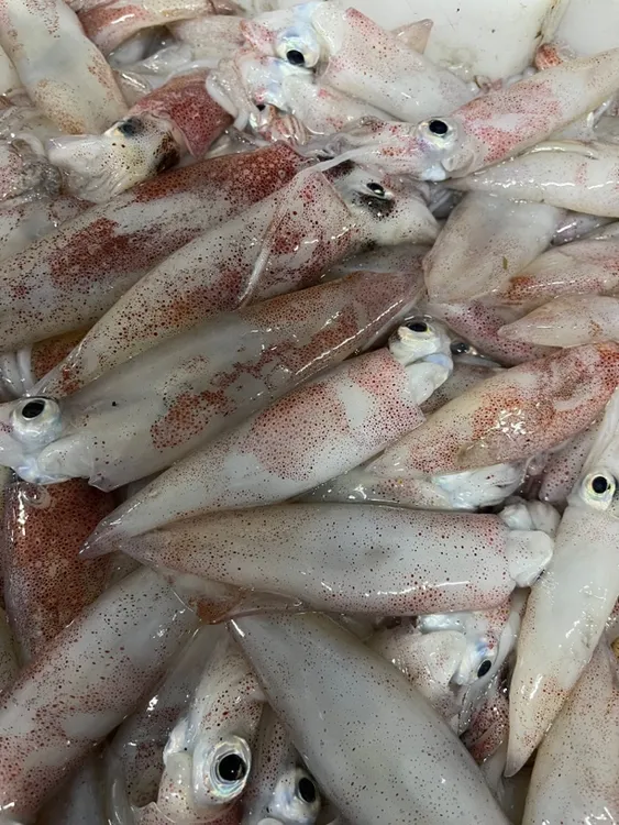 惠来县 神泉港 照灯鱿鱼 中个头5盒