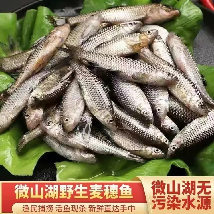 微山湖麦穗鱼鲜活现杀发货小罗汉鱼新鲜美味
