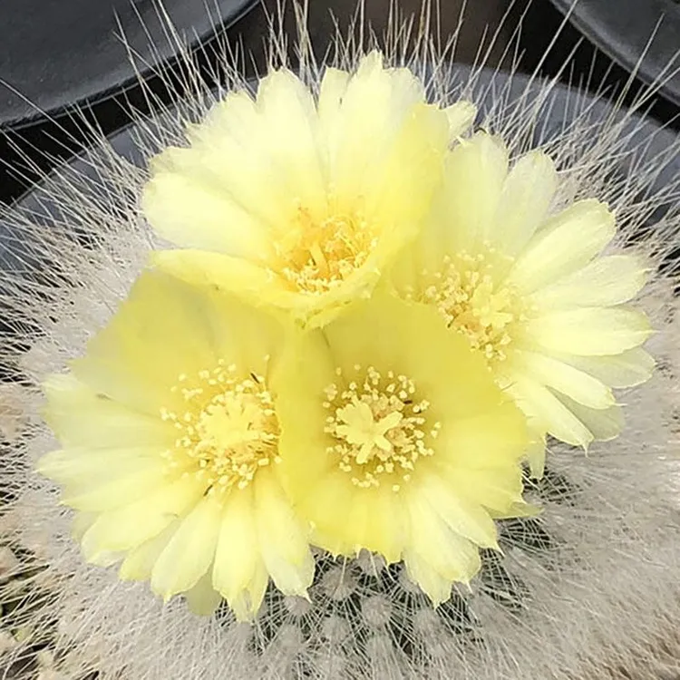 实生白小丁仙人球软毛不扎手多头仙人掌类植物办公室内盆栽开黄花