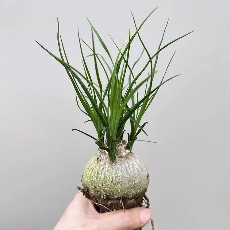酒瓶兰盆栽兰花迷你大口径网红绿植室内阳台茶桌懒人花卉清仓植物