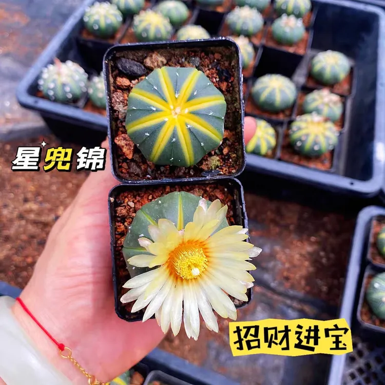 仙人球盆栽黄金兜星兜锦【金钱进兜】开大花多肉植物仙人掌绿植盆栽