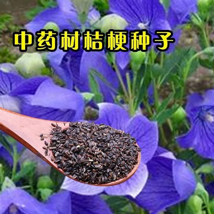 新桔梗种子材花卉种籽种苗铃铛花咸菜观赏性四季种植散装大货