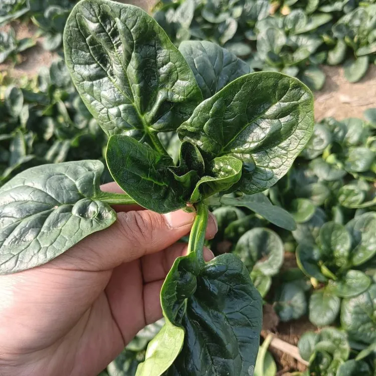 河南冬季霜打露天现挖现发趴地红根甜菠菜新鲜矮杆厚叶蔬菜