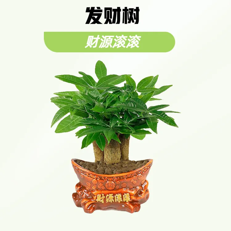 发财树盆栽室内桌面小盆景四季常青易活招财树净化空气除甲醛植物