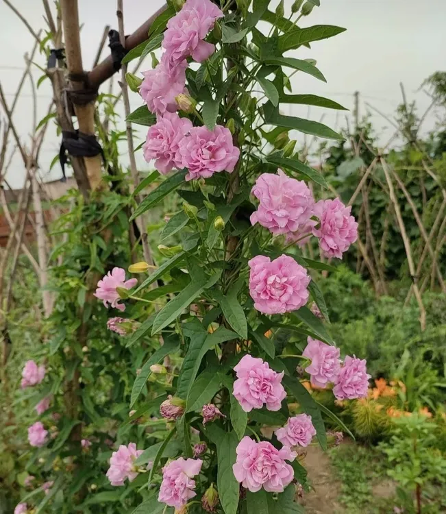 缠枝牡丹根东北耐寒直接地栽过冬