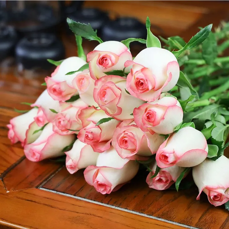 朱米莉亚大花切花艾莎月季花苗四季开花香水玫瑰庭院阳台花卉盆栽