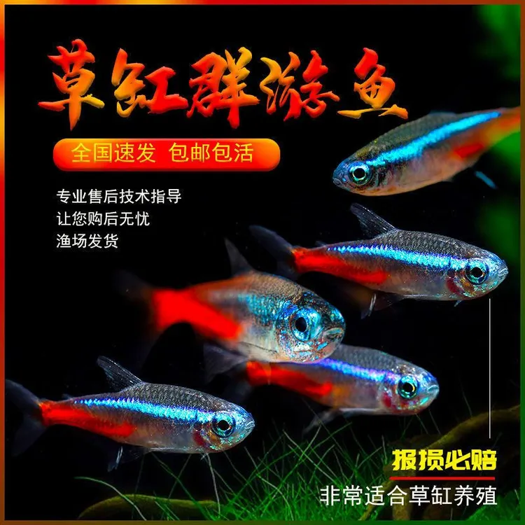 红绿灯鱼活体小型灯科鱼热带鱼观赏鱼宝莲灯群游鱼草缸包损包邮