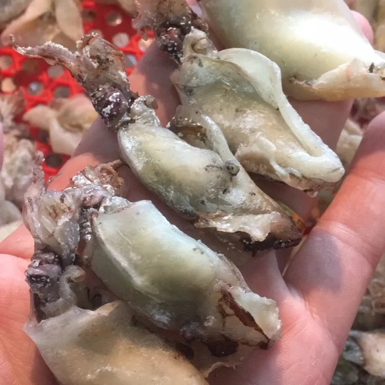 洞头特产渔船上熟晒小鱿鱼250克