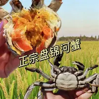 喜嫂推荐 顺丰空运 全母盘锦稻田蟹1.3-1两 20只 到手不低于2.3斤