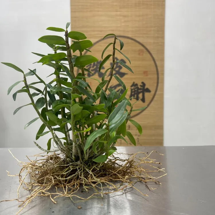 铁皮石斛枫斗苗花盆栽绿植种植兰花卉霍山雁荡山正宗优质木桩泡茶