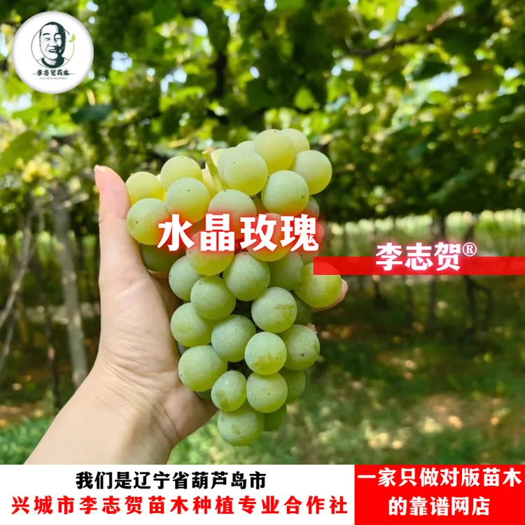 水晶玫瑰葡萄苗（两广版本）贝达砧木一年苗 泰来苗木 李志贺苗木