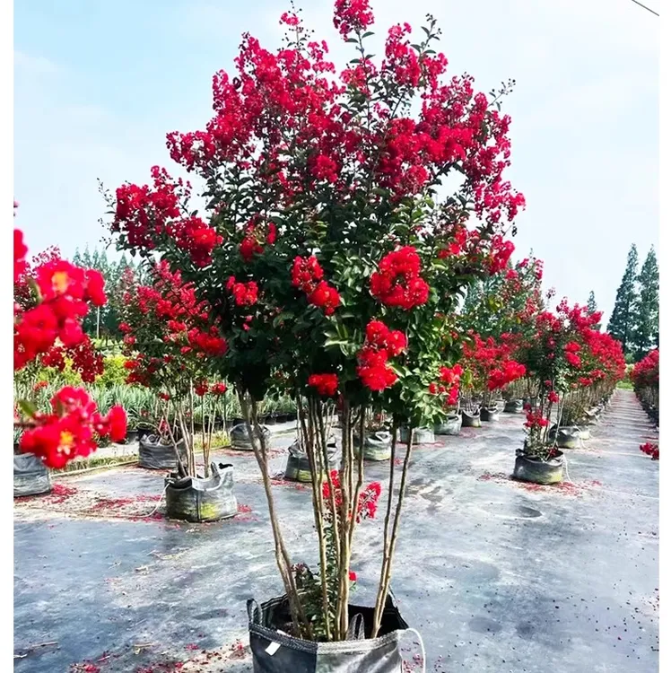 丛生紫薇树苗庭院种植大型紫薇花盆栽美国红火箭绿化风景树苗耐寒