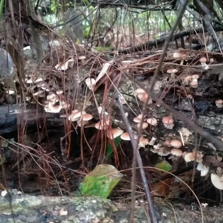云南楚雄野生香菇