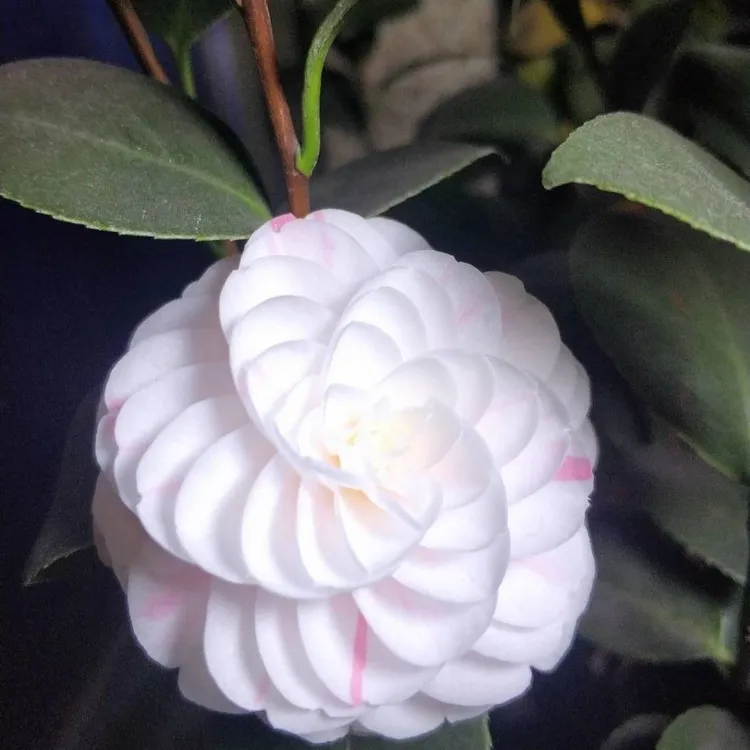 正宗十八学士茶花盆栽经典品种粉底白底多色系树苗玲珑型花卉好养