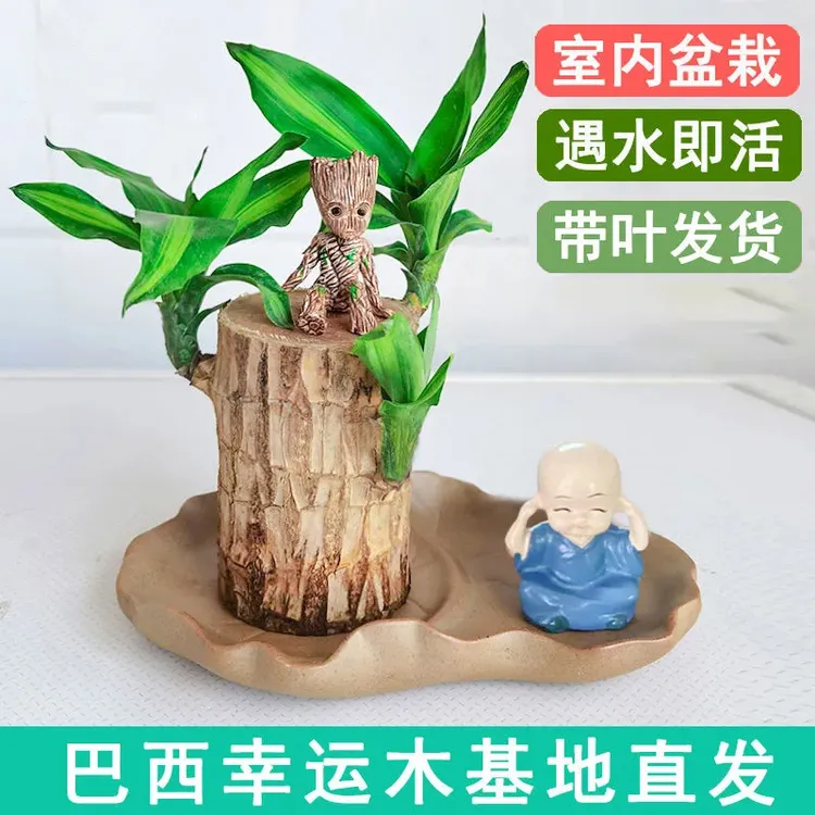 巴西木幸运木水培绿植室内水培盆栽格鲁特小树人四季带叶子可开花