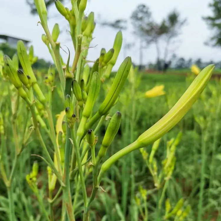 黄花菜种苗食用黄花菜根苗北方黄花菜种子金针菜种植苗多年生蔬菜