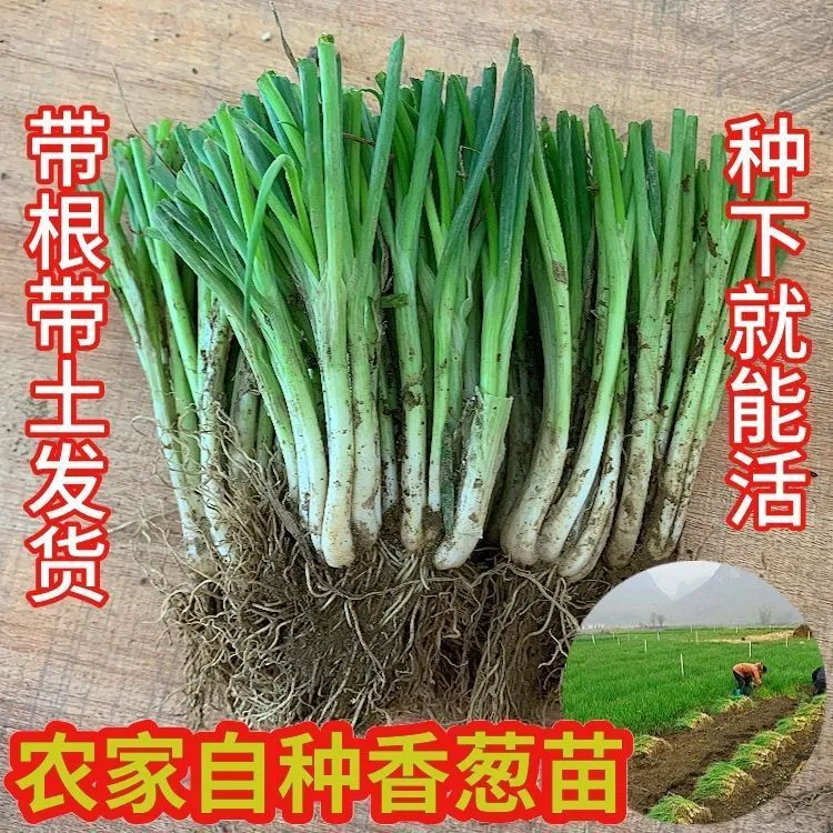 四季小香葱根苗葱苗分葱苗带根盆栽庭院农田四季蔬菜韭菜种子