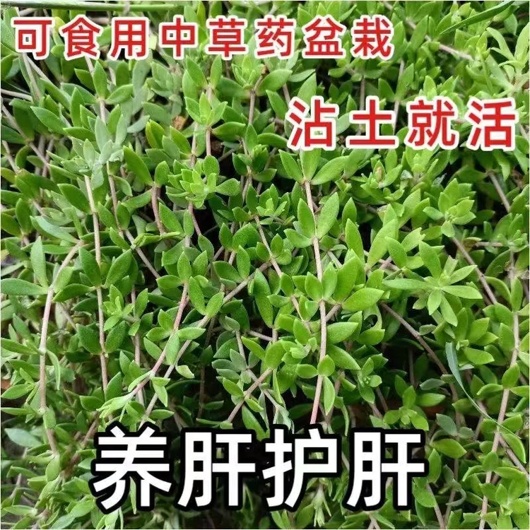 正宗野生垂盆草苗可食用养肝护肝垂盆草阳台盆栽花卉绿植四季常青