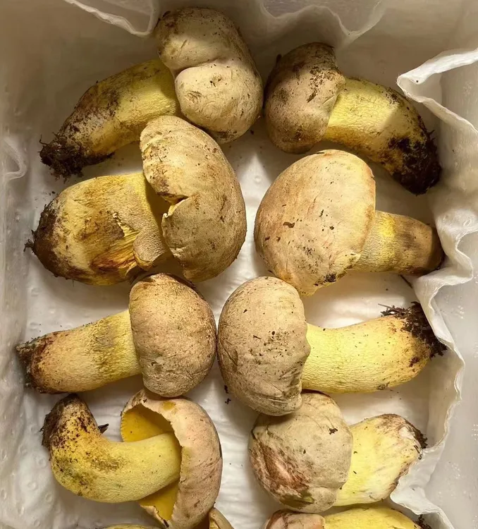 云南楚雄南华县野生菌 白葱（见手青）1000g