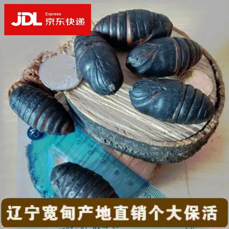 辽宁宽甸新鲜蚕蛹大黄蛹柞蚕蛹大茧蛹蝉蛹黑黄带壳鲜活500g包邮