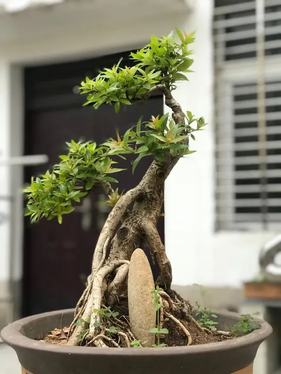 水杨梅老桩鱼缸造景假山水培土培盆栽净化空气保湿水杨梅鱼缸造景