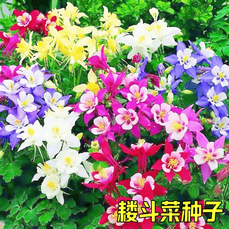 耐寒耧斗菜种子猫爪花种子懒人好种活阳台盆栽庭院绿化好打理花籽