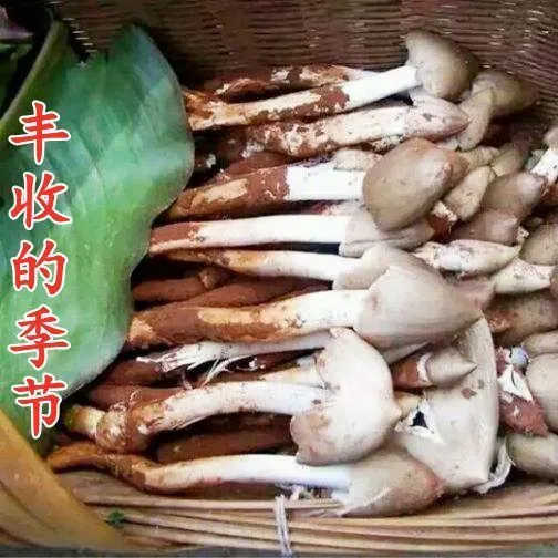 鸡摐菌优质蘑菇新鲜菌包三塔菇伞把菇鸡肉菌室内室外庭院外
