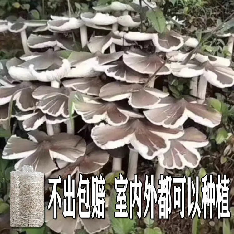 不出包赔云南鸡枞菌 野生 伞把姑三塔菌四季菌种家种家庭室内阳台