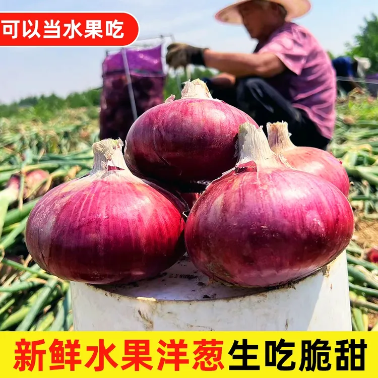 （正宗水果洋葱）2025新鲜现挖扁平水果可生吃专用炒菜凉拌5斤脆甜
