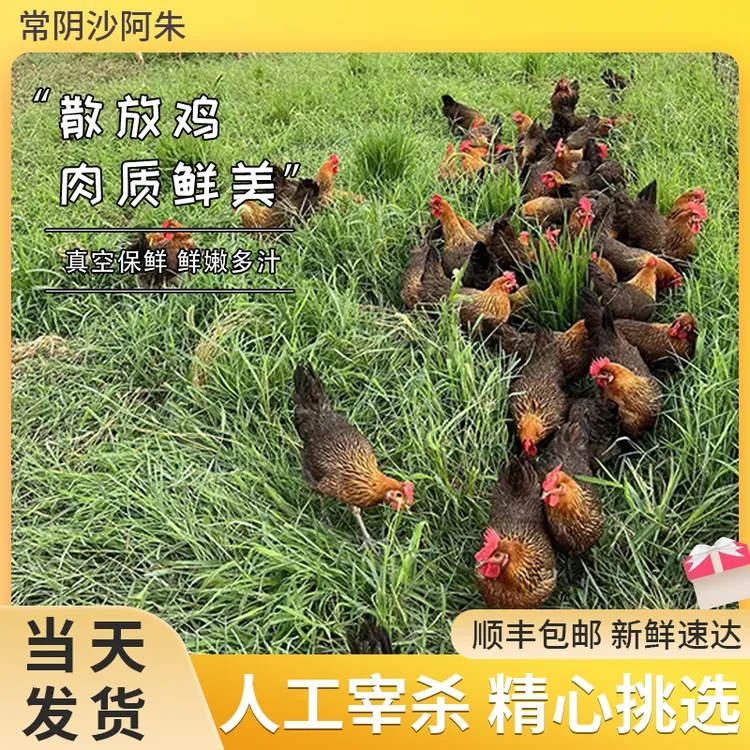 【顺丰冷链】散养鸡