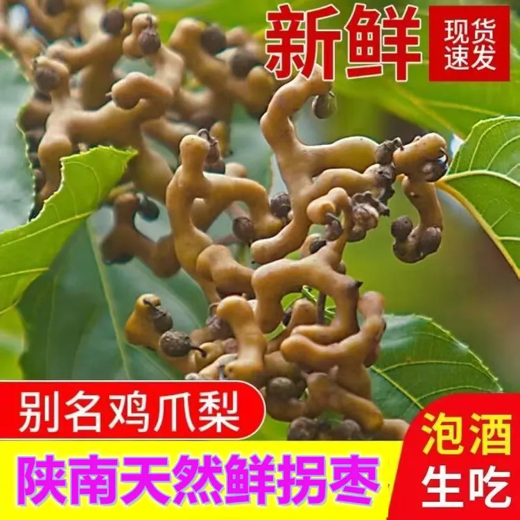 2025陕西旬阳新鲜拐枣现摘万寿果鸡爪梨生吃脆甜泡酒煲汤枳椇子