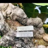 【六周年】加硬纯铅刻度铅片防炸多型号可选