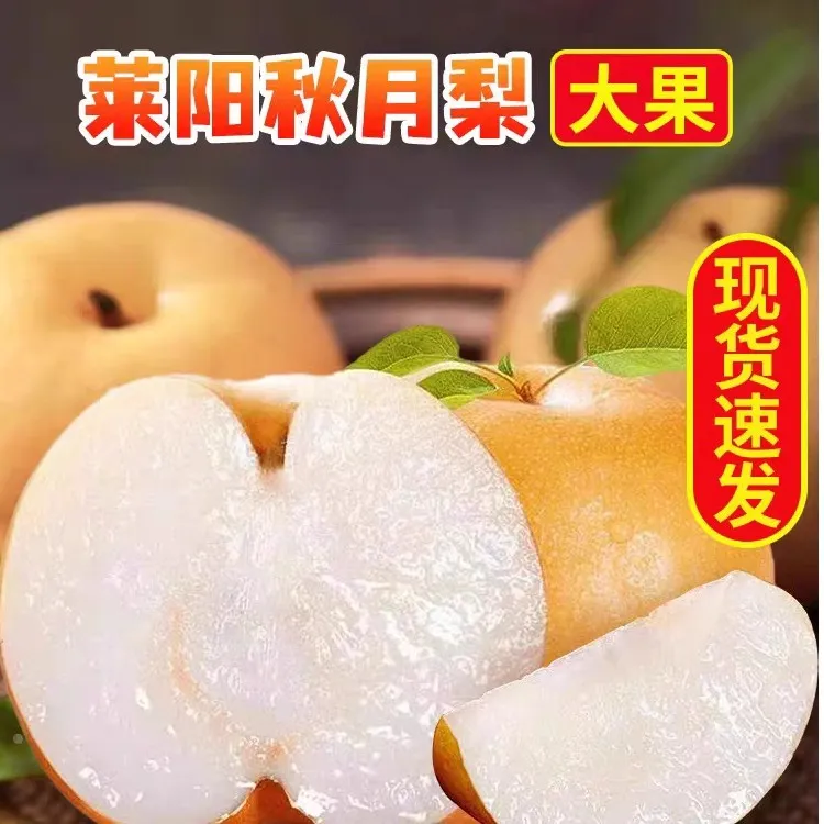 【顺丰快递】正宗莱阳秋月梨山东坏果包赔新鲜应季水果脆甜多汁5斤x