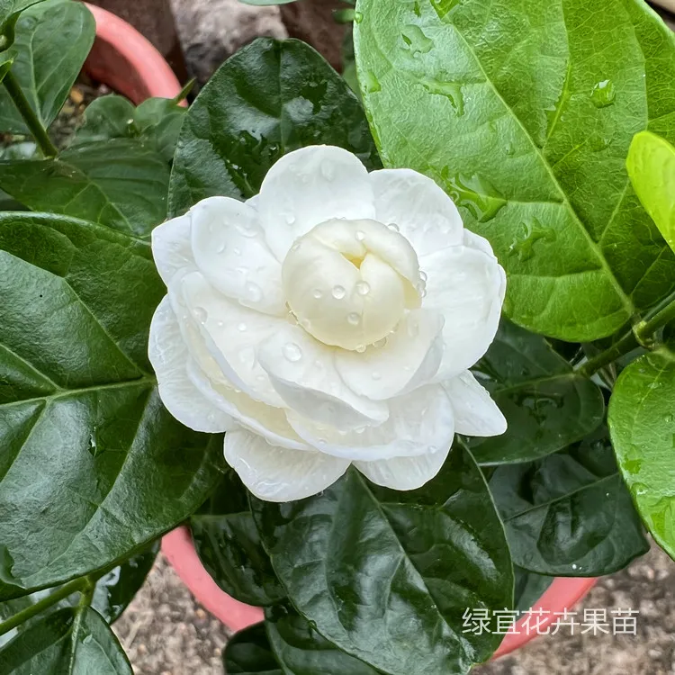 圆叶宝珠茉莉花苗盆栽圆宝茉莉重瓣茉莉阳台庭院芳香花卉好养易活