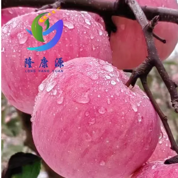 甘肃庆阳正宁红富士苹果脆甜多汁优质一级果 源头直销