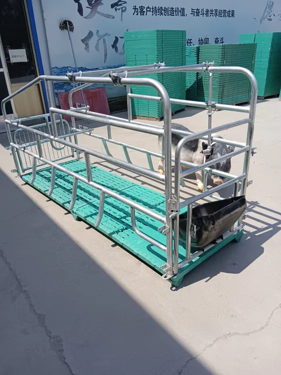 带板简易母猪产床