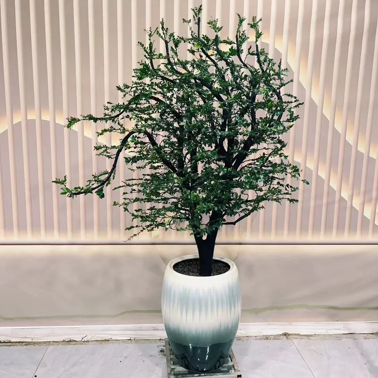 小叶紫檀盆栽植物室内盆景造型黑骨茶老桩办公室耐活高档绿植好养