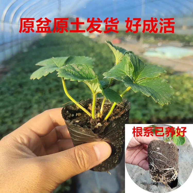 草莓黑杯苗6杯原盆原土发货易成活奶油红颜宁玉草莓秧苗盆栽地栽