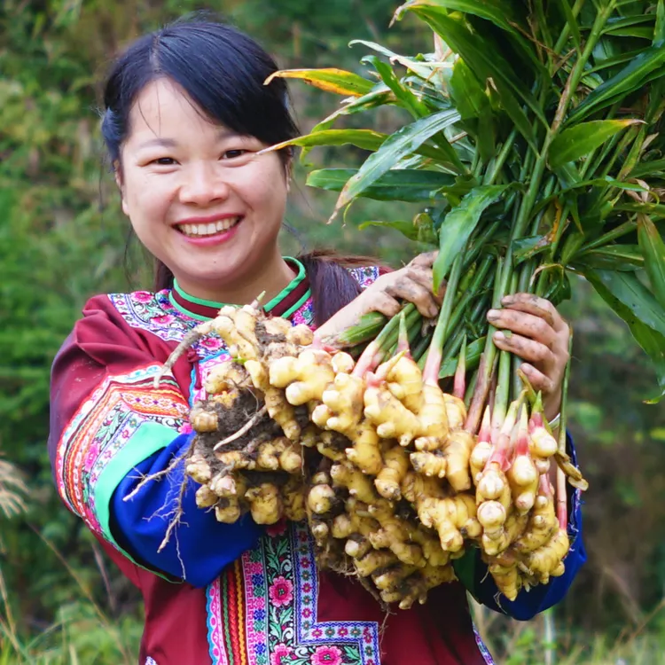 5斤 湖南通道小黄姜 新鲜生姜 现挖现发【顺丰包邮】