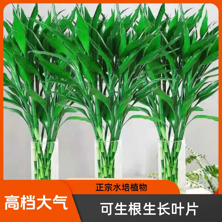 精选基地直销高档大气正宗懒人水培花卉富贵竹室内水培植物水养