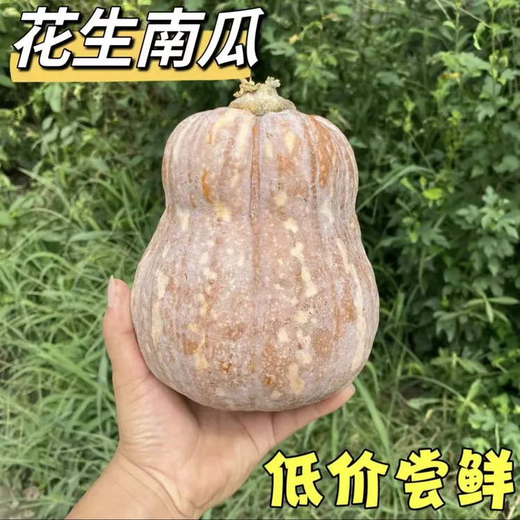 河南现摘新鲜泰妃南瓜花生南瓜软糯香甜老年人宝宝辅食