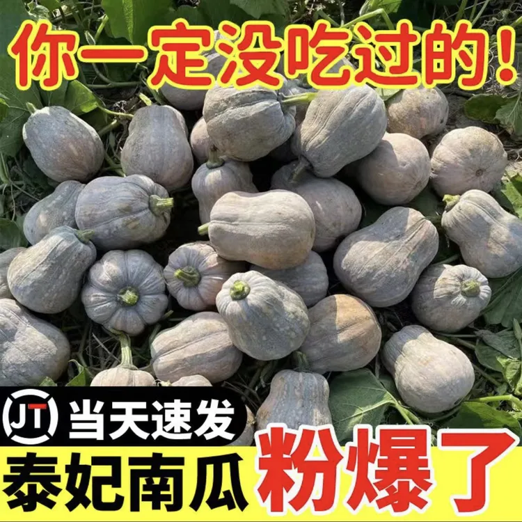 河南现摘新鲜泰妃南瓜花生南瓜稀有品种金香南瓜粉糯香甜老南瓜