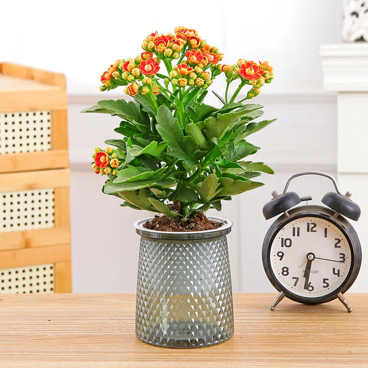 【金狐狸懒人吸水盆】长寿花盆栽花卉重瓣阳台室内绿植四季开花鲜花