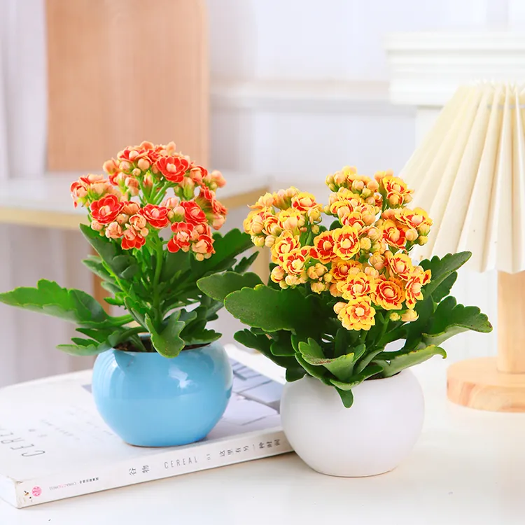 【带花苞】长寿花金狐狸重瓣大花四季开花新品室内外花卉赏花植株