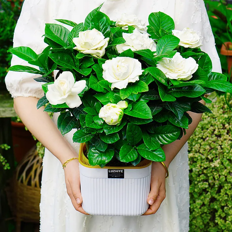 【带花苞】大叶栀子花盆栽植物室内开花四季浓香型客厅室外阳台