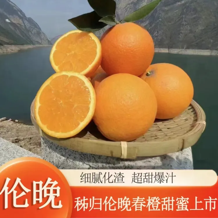 【大果10斤】湖北秭归伦晚春橙脐橙新鲜香甜细腻皮薄脆嫩爆甜多汁