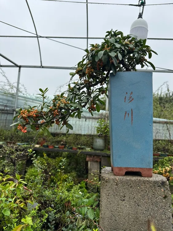 红果火棘盆景悬崖造型阳台客厅办公室庭院过年新年乔迁搬家送礼